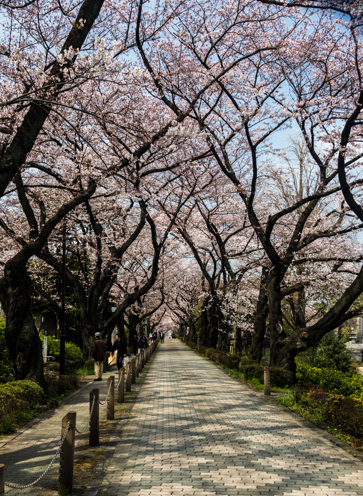2-2016-桜　2.jpg