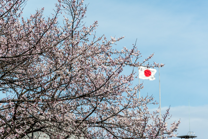 2016-桜　1.jpg