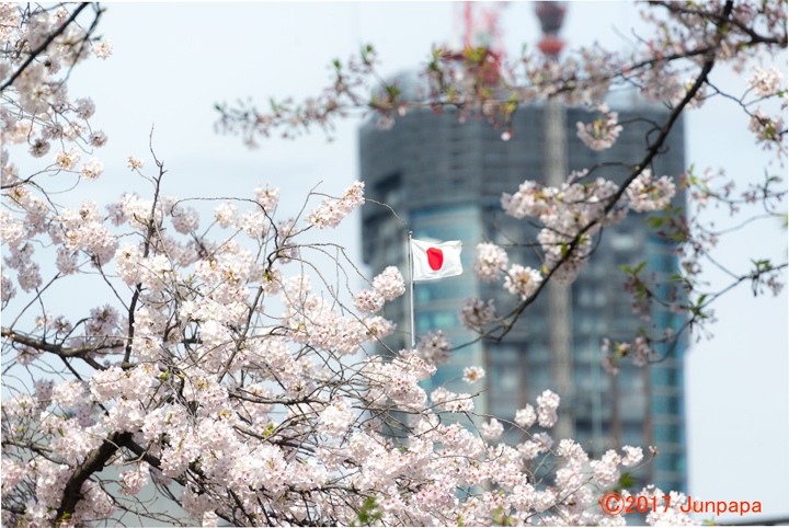 2017桜--1.jpg