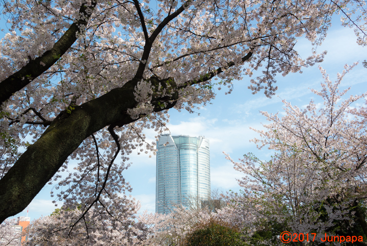 2017桜--2.jpg