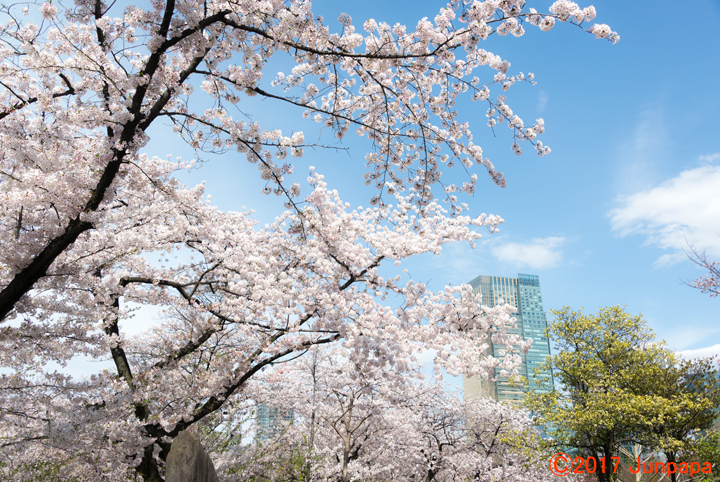 2017桜--3.jpg