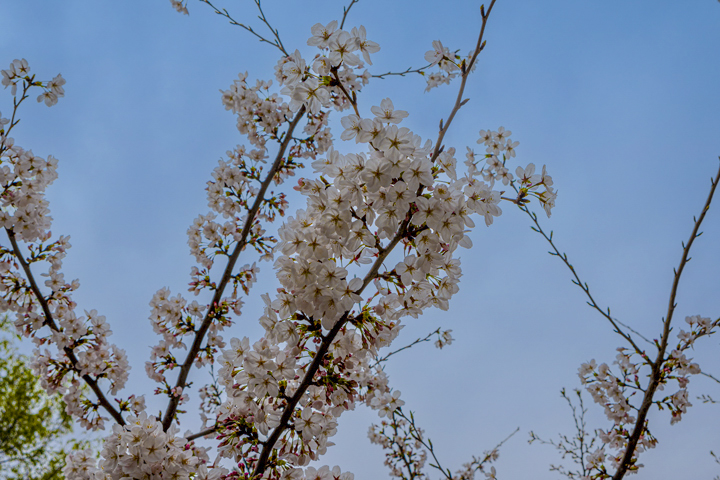 桜-13.jpg